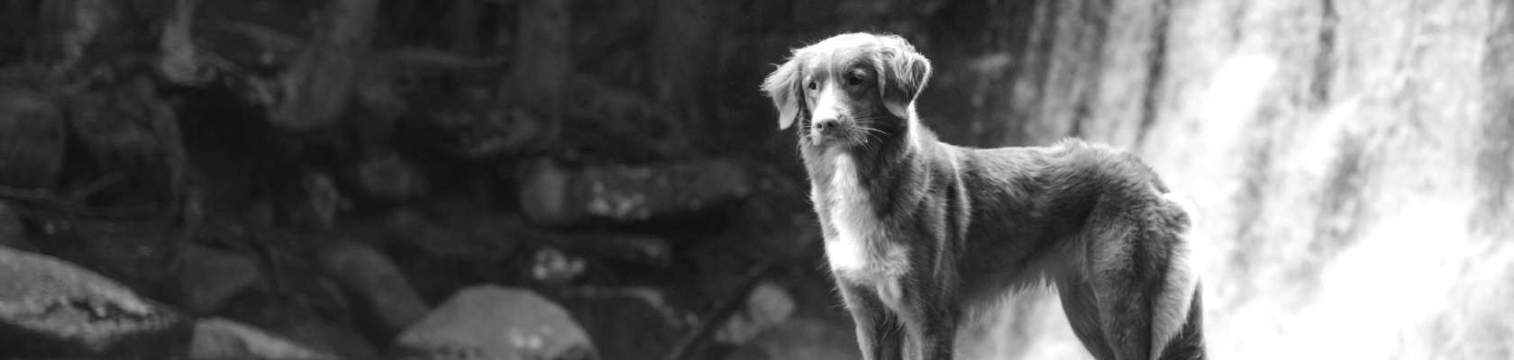 Virbac España Construyendo El Futuro De La Salud Animal
