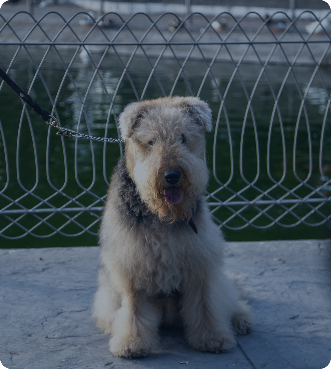 Perro sentado junto a una barandilla