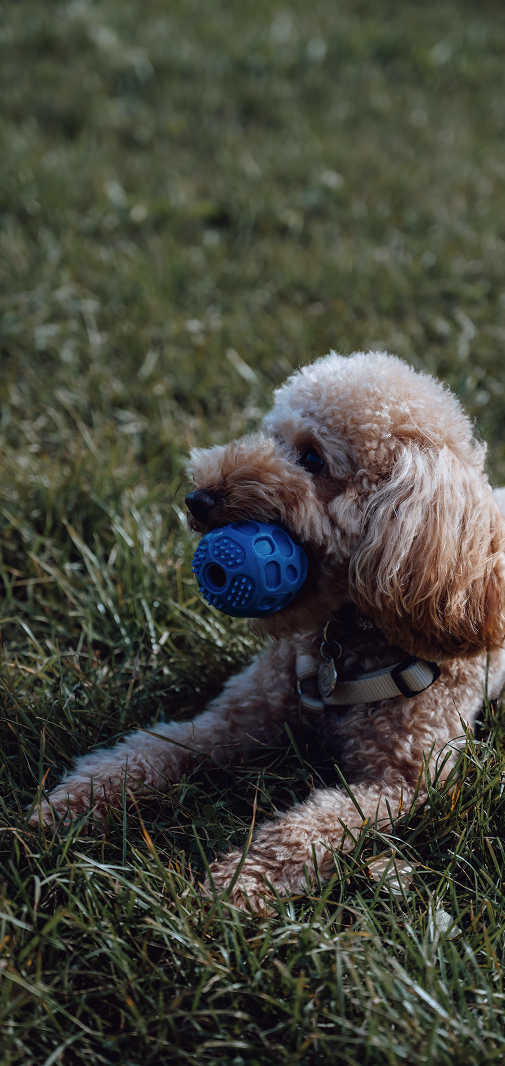 Perro tumbado en el césped con una pelota azul en la boca