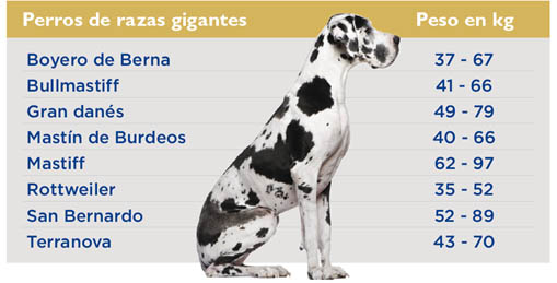 tabla-peso-perros-gigantes