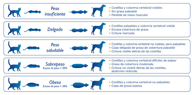 guia-sobrepeso-mascotas
