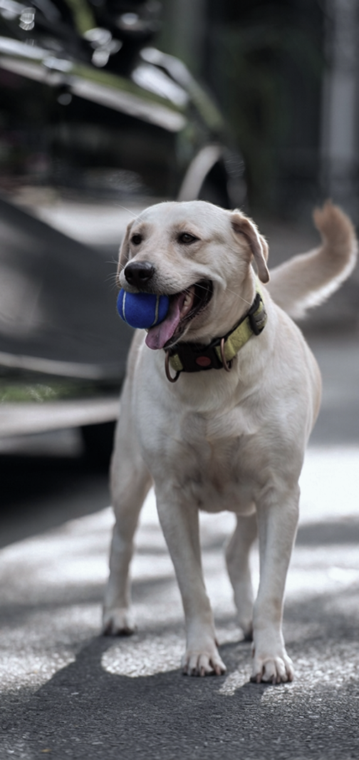 Perro caminando con una pelota azul en la boca
