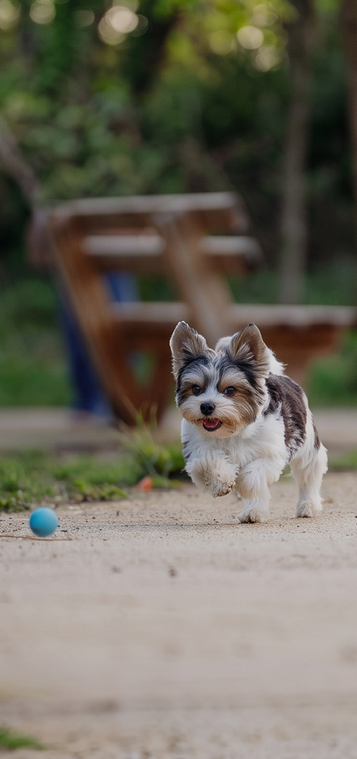 Perro pequeño corriendo hacia una pelota