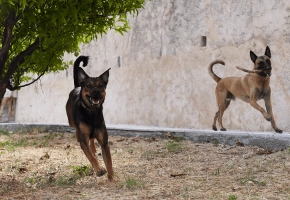 Dogs_two large dogs running_outdoor_alone_advice