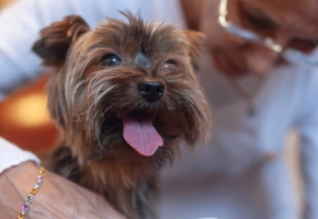 Happy Yorkshire Terrier dog with tongue out sitting near a person wearing glasses.
