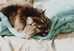 ¿Cuáles son las señales de que mi mascota tiene sobrepeso?