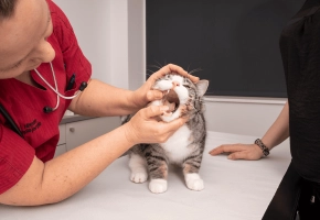 Cat_teeth examination_in clinic_with vet and petowner_advice