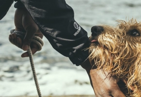 leishmaniosis-humanos