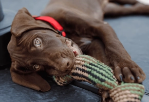 Puppy_lying with its toy in his mouth_outdoor_alone_advice