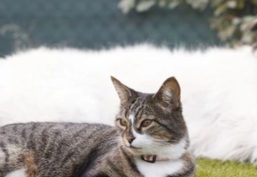 gato-perro-pienso-virbac