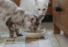 Nutrición saludable para gatos