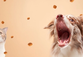 10 claves para elegir la alimentación de tu mascota
