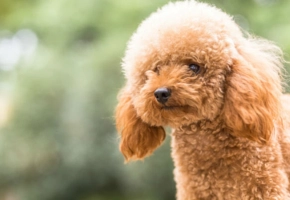 toypoodle-dog-pictures