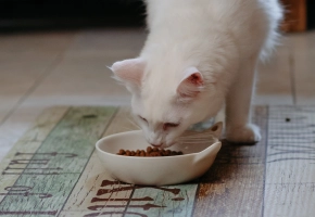 Cat_white cat eating_indoor_alone_advice