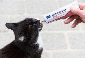 Gato tomando vitaminas