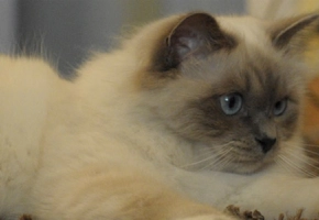 chat---3-1680-x-300-