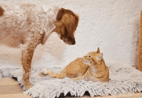 Dog and cat_looking at each other_indoor_alone_advice