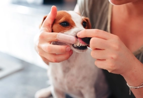 Perros con enfermedad periodontal