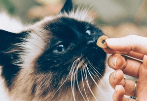 alimentacion_mascotas