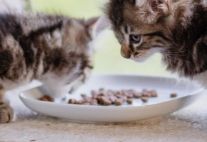 2020-07-31_A7R00007 (1)