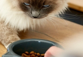 obesidad_gatos_perros