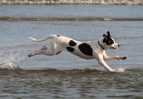 ejercicios-perros-con-sobrepeso