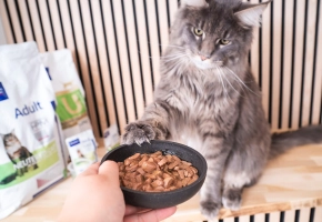 Comida húmeda favorita para gatos
