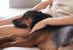 Dog_ sleeping on his petowner's lap_indoor_advice