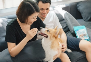 Dog_Veggiedent Fresh_sitting on couch_indoor_with petowners_advice