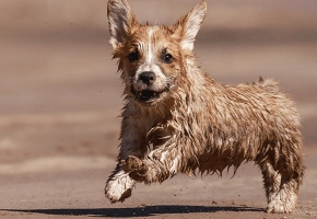 leishmaniosis-perro-pequeno