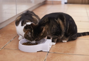Comida seca para gatos
