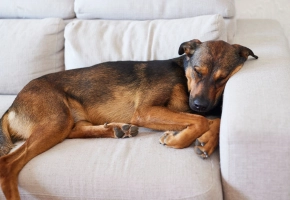 hiperplasia-benigna-protsta-perros-2