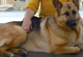 paseando-con-blondi-effitix