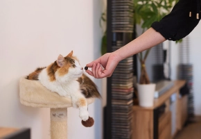 Gatos con problemas digestivos