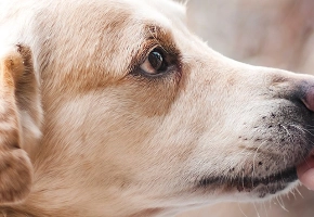 perro-comiendo-pienso