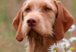 leishmaniosis-en-humanos