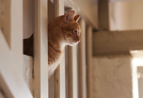 Probióticos para gatos