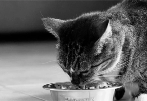 Header_cat_HPM_article-full