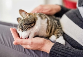 Tabby cat licking a person's hand while resting on their lap indoors.