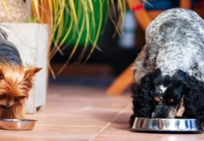 perros-nutricion-dieta