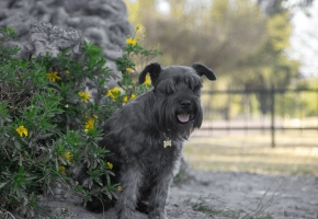 Dog_sitting in a bush_outdoor_alone_advice