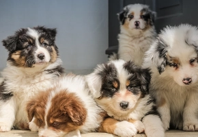 alimentacion-cachorros