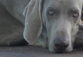 chien---3---1680-x-300-