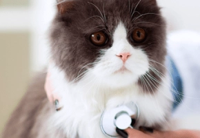 enfermedad_renal_cronica