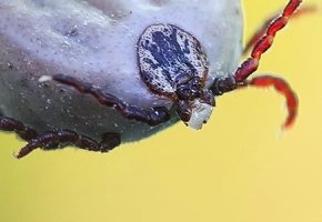 garrapata-perros-01b