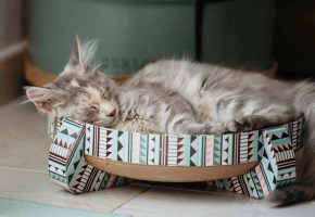 Kitten_sleeping in a basket_indoor_alone_advice