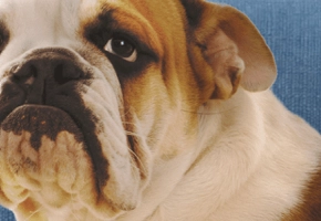 comportamiento_machos