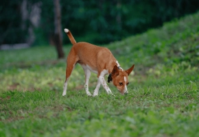 Dog_walking on grass and sniffing_outdoor_alone_advice