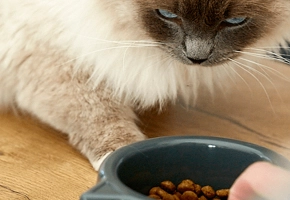 alimentacion-perros-gatos