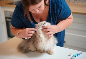 Cepillo de dientes para gatos